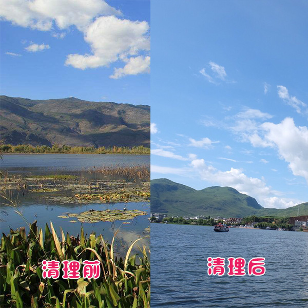 洱海客戶(hù)湖泊水草清理效果展示